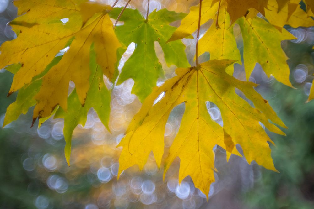 USA-Washington State-Seabeck Bigleaf maple leaves close-up in autumn